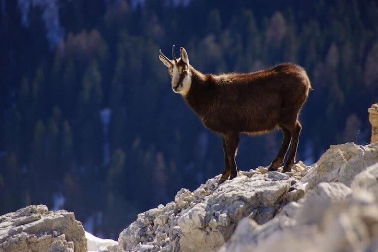 Apartaments Sort Pirineus Kültér fotó