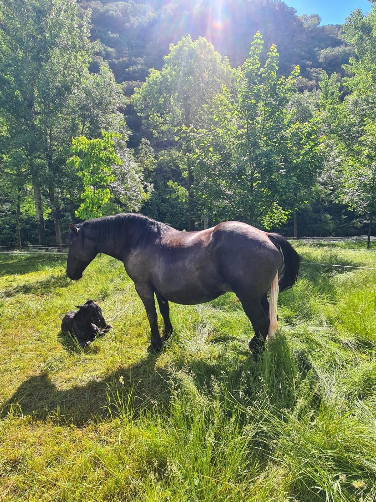 Apartaments Sort Pirineus Kültér fotó